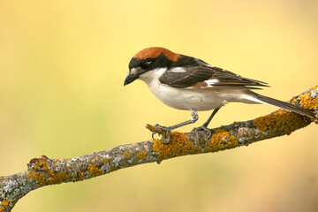Woodchat shrike male on a perch in his breeding territory in a Mediterranean forest with the first light of the day