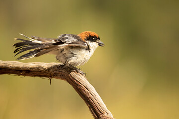 Woodchat shrike male on a perch in his breeding territory in a Mediterranean forest with the first light of the day