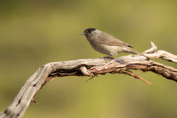 Obraz premium Common whitethroat male in a Mediterranean forest with the last light of a spring day