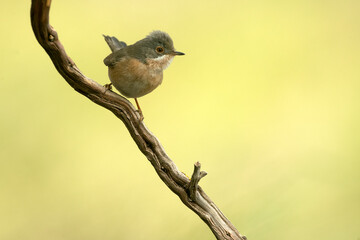Subalpine warbler male in a Mediterranean forest near a natural water point with the first light of the day