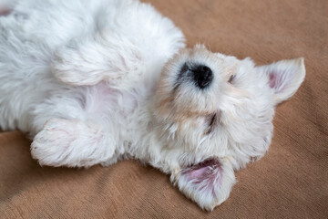 Very cute maltese terrier puppy dog sleeping
