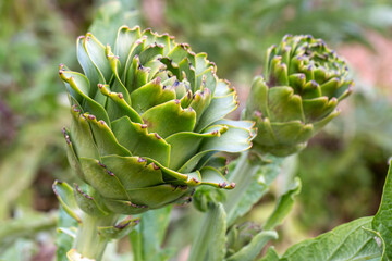 Green fresh organic artichoke field