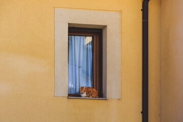 Red cat sits on the windowsill.
