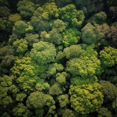 Discover the Magic of Rainforest Canopy: Unforgettable Medium Aerial Drone View, Generative AI