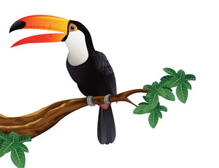 Toucan Bird illustration