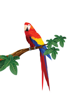Macaw illustration