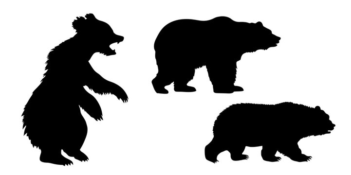 set of the bears on white background