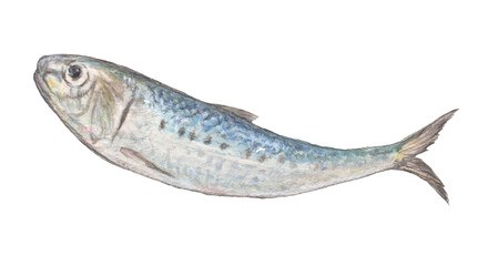 イワシ　水彩色鉛筆イラスト
