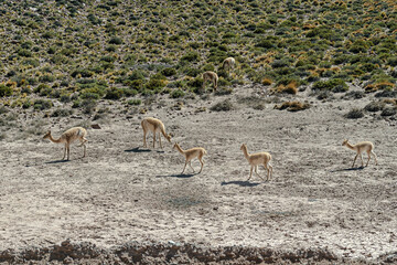 young vicuña in Atacama Desert
