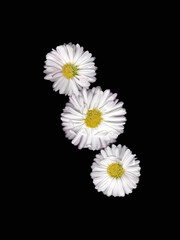 3 White daisies flowers with yellow centres isolated on a black background.