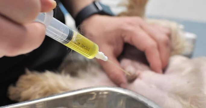 The doctor's hand with a syringe takes a urine sample through a urinary catheter from an animal. The veterinarian catheterized the bladder and urinates. Concept animal with urinary retention.