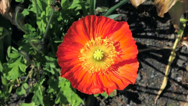 Island-Mohn (Papaver nudicaule), Mainau, Baden-W&uuml;rttemberg, Deutschland