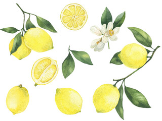 Lemon branch with leaves, lemon slices hand drawn watercolor illustration. Isolated on white. Set of lemons, leaves and flowers.