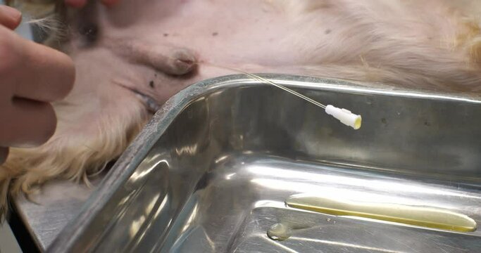 A veterinarian placed a catheter in the bladder of a dog with urethral obstruction Urine drips into the tray through the urinary catheter The dog could not write because of the stones in the urethra.