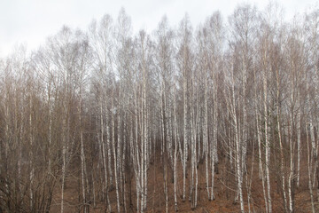 Birch forest in early spring. Early spring forest. Early spring forest. the first warm days