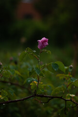 View of a pink rose with raindrops in the green garden in the evening