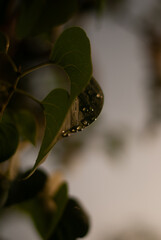 View of green leaves of lilac tree with drops of rain