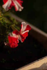 Close up of petunia flower with white and red petals in sunlight