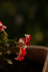 Close up of petunia flower with white and red petals in a flowerpot in sunlight