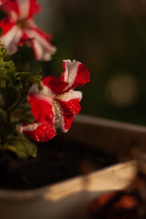 Petunia flower with white and red petals in a flowerpot in sunlight