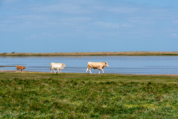 Kühe beim Strandspaziergang im Naturschutzgebiet.