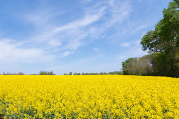 Rapsfeld auf Fehmarn in Mai.