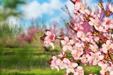 Beautiful branch with fresh spring flowers.