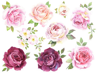 Pink roses watercolor illustration. Set of pink and purple roses. Wedding decor.