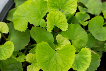 Gotu Kola plant growing in a pot