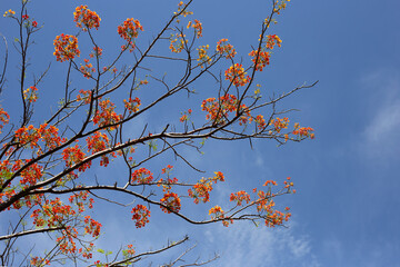 Barbados pride flower or dwarf poinciana, flower fence, paradise flower, peacock's crest, pride of barbados