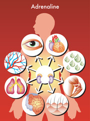 medical symbolic illustration of the effects of adrenaline in the human body © Designpics