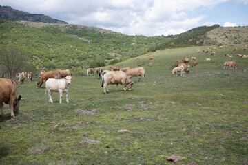 Obraz na płótnie Canvas cows on the meadow