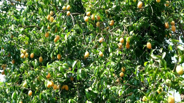 Low angle view of ripe marian plum or maprang or gandaria fruit hanging in a tree swaying in the wind.