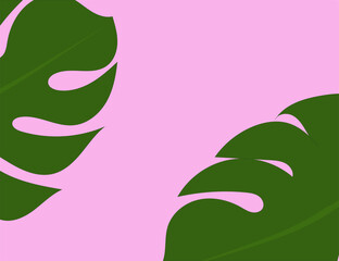 Monstera leaf on a pink background. Spa
