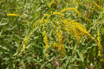 Panicle of yellow flowers of Solidago canadensis in mid August