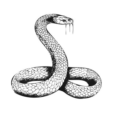 Vector snake vitage style engraving pen and Ink Pile style isolated on white backround