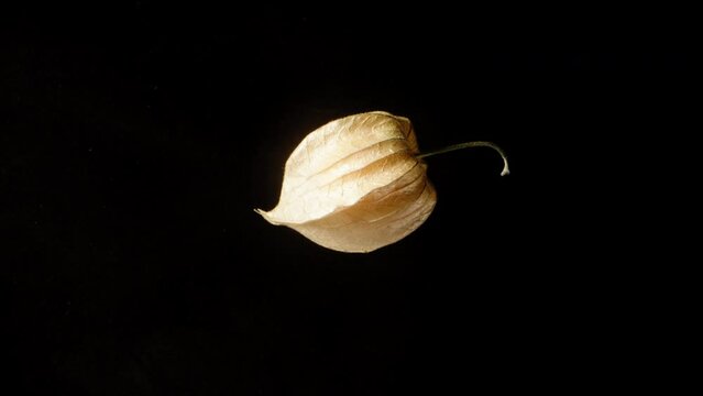 Plants of Physalis resembling Chinese paper lanterns, rotating on a black background, close-up view.