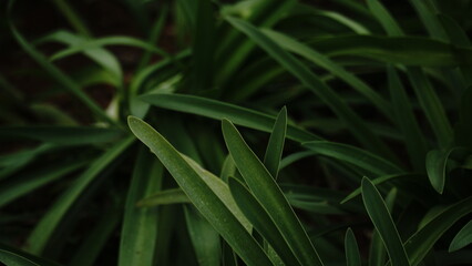 green leaves of a plant