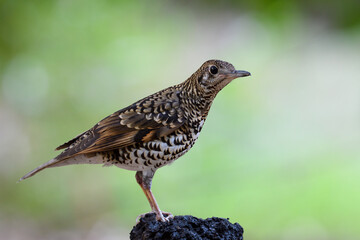 White's Thrush