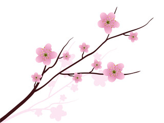 Obraz na płótnie Canvas Cherry blossoms in full bloom