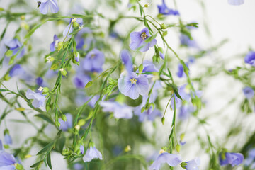 Close-up of fresh delicate flax flowers. A lot of flowering flax on a light background