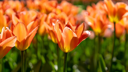 beautiful yellow hot tulips in the tulip park