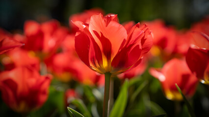 Beautiful red garden tulips in a wide shot in a tulip garden