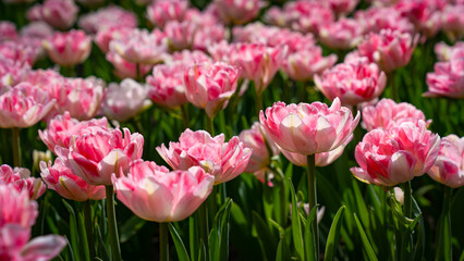 Fototapeta premium Many beautiful double pink tulips in the tulip garden