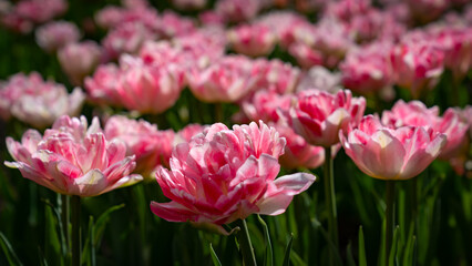 Fototapeta premium pink tulips in the garden