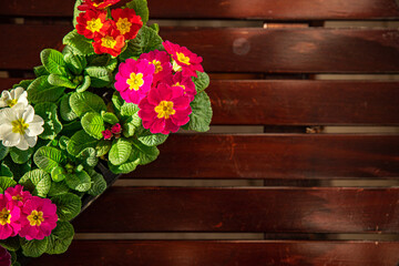 primrose flowers in flower pot multicjlored outdoor beautiful blooming garden street flower vegetation