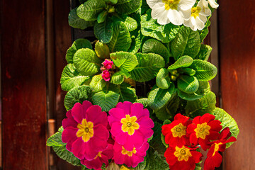 primrose flowers in flower pot multicjlored outdoor beautiful blooming garden street flower vegetation