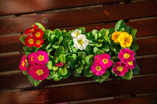 primrose flowers in flower pot multicjlored outdoor beautiful blooming garden street flower vegetation
