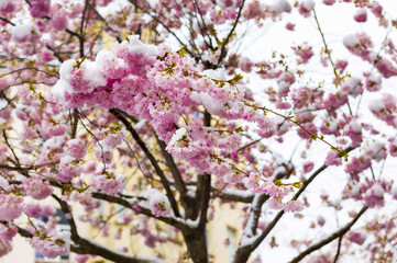 Close up of branch of cherry blossoms covered with snow. Spring season.