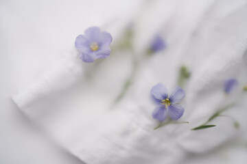 Close-up. Abstract blur background with textile and plant from which fabric is made. Blue linen...